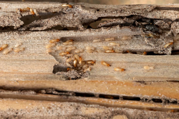 Best Flea Control Services  in Prince Frederick, MD